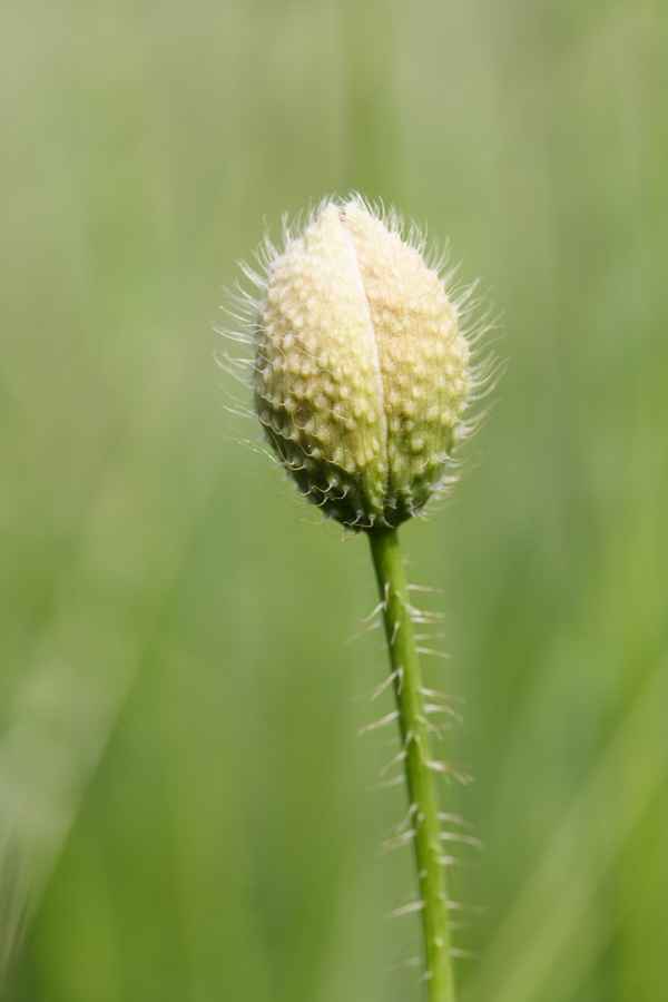 Knospe