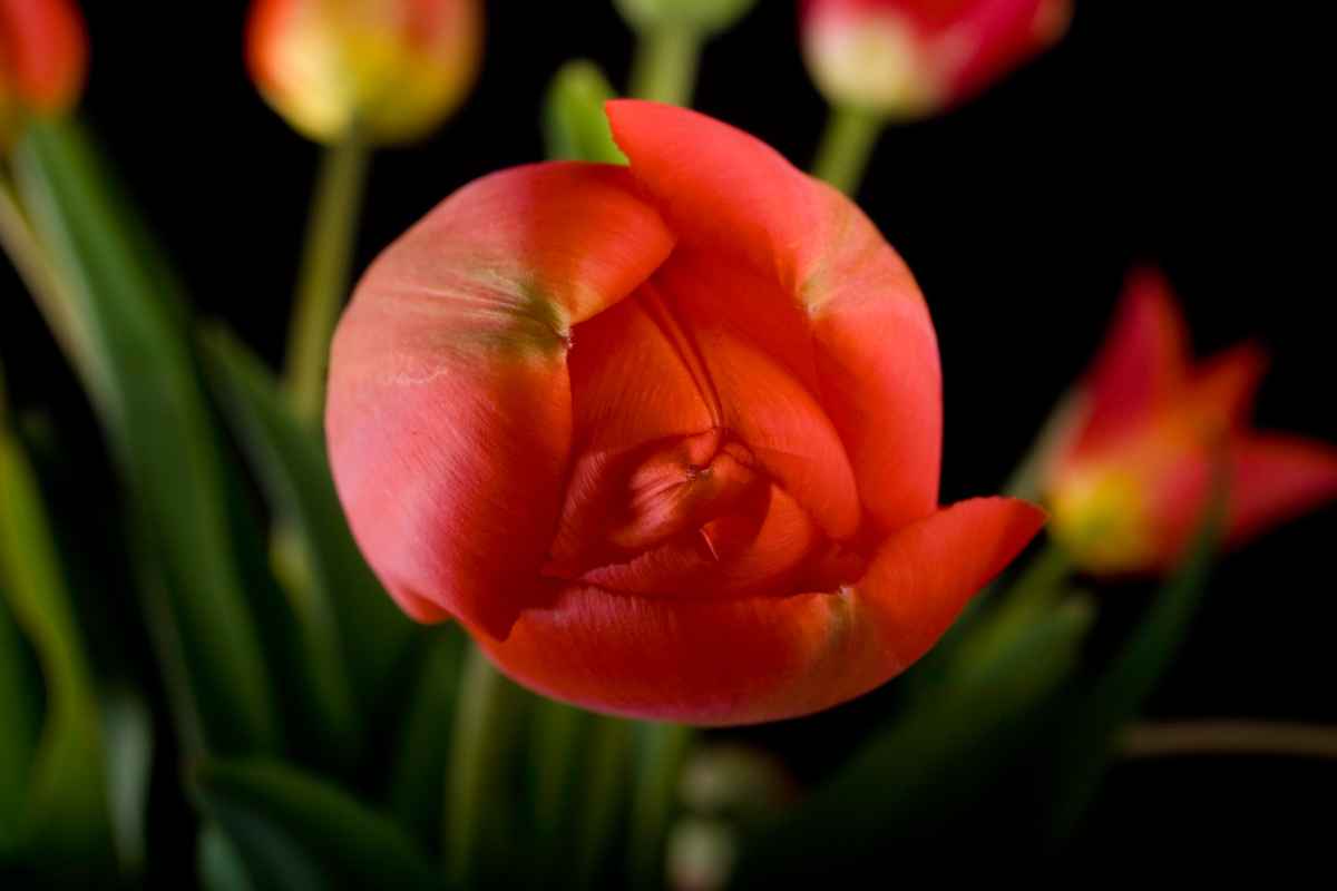 Yet another Tulpenbild V
