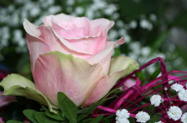 SAG ES MIT BLUMEN I