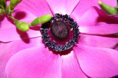  blume 2