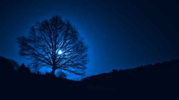 Mond Baum