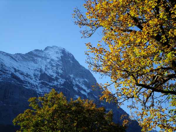 Herbstbaum vor Eiger