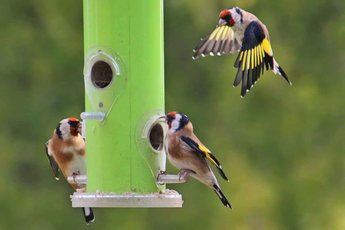 Die ersten Wintergäste...
