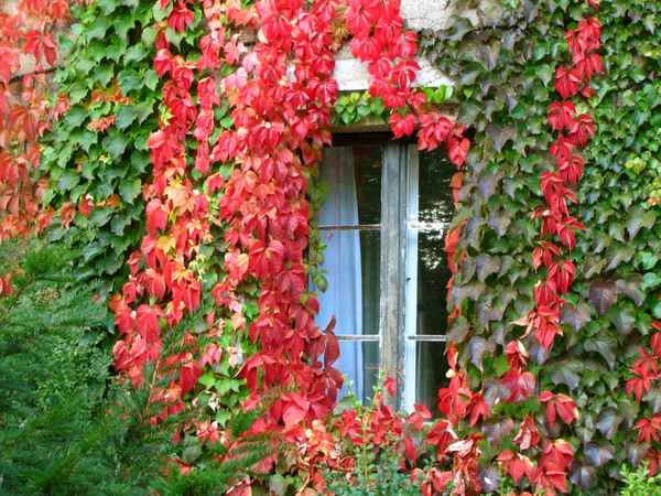 Fenster mit herbstbuntem Weinlaub