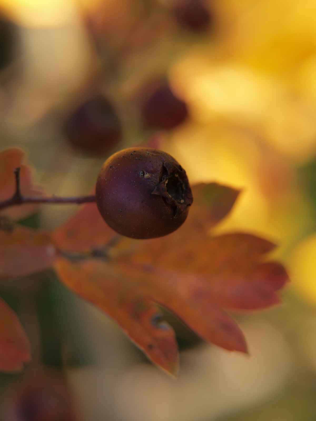 herbstlich