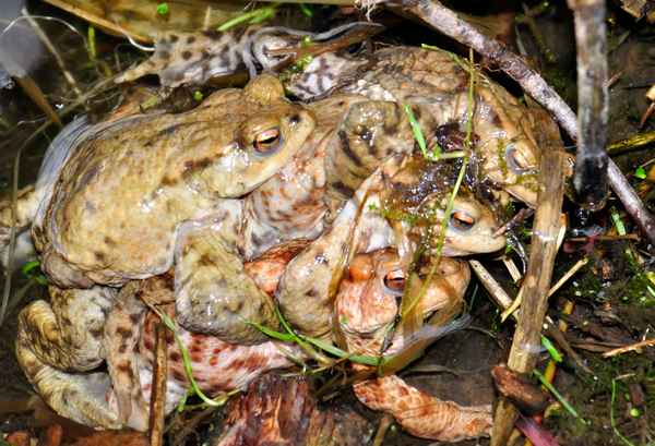 Erkrötenklumpen