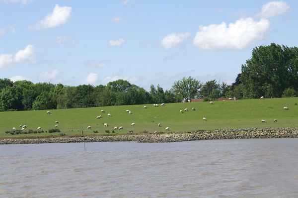 Schafe auf dem Deich