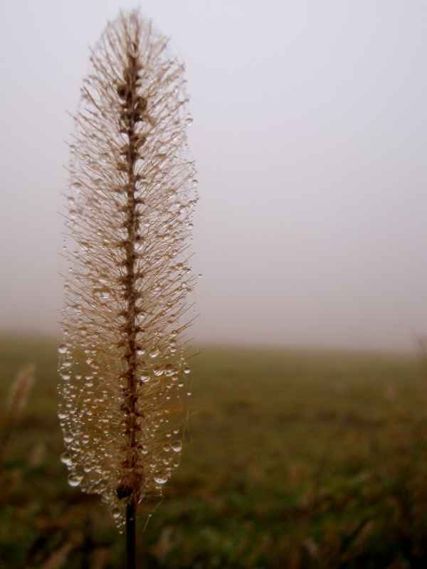 Morgennebel