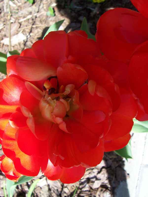 Rote Tulpe