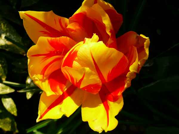 Tulpe rot-gelb