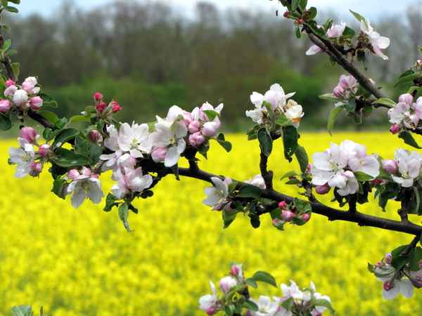 Apfelblüte und Rapsfeld