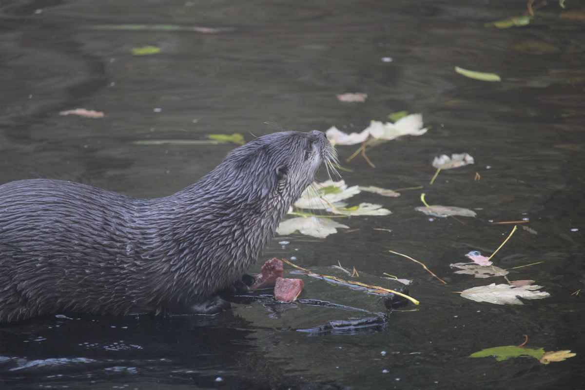 Otter mit Futter