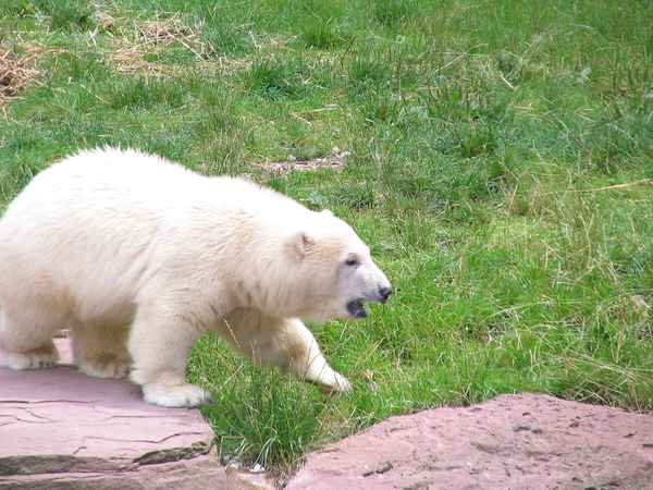 Eisbär Flocke - Tiergarten Nürnberg 01