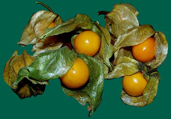 Kapstachelbeere (Physalis)