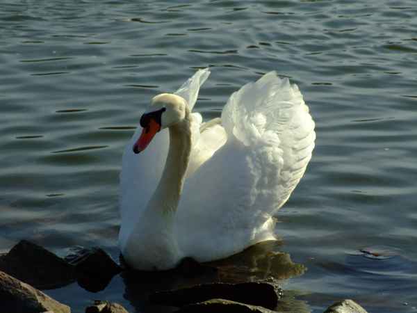 Schwan auf dem Main in Miltenberg