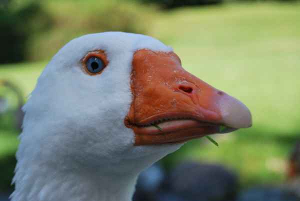 Kopf (Gans)