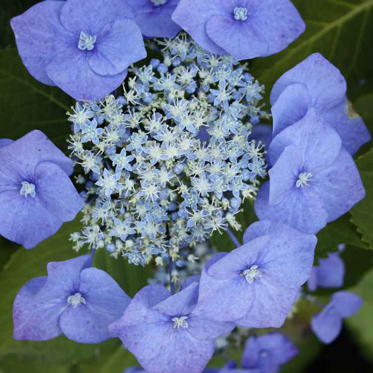 Hortensie04