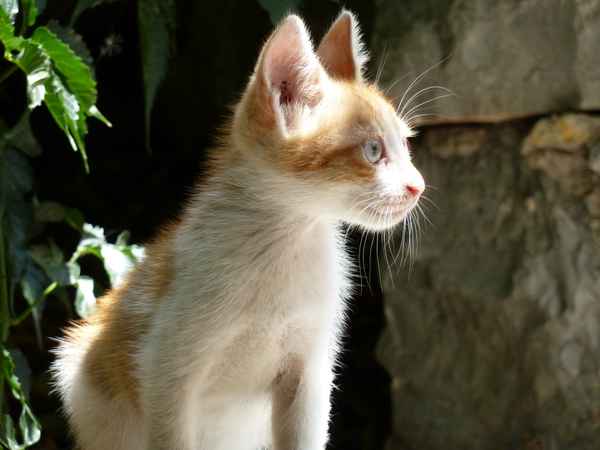Katzenbaby