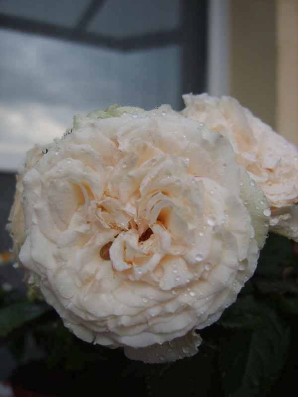 Rose nach dem Unwetter