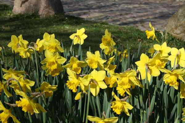 Gelbe Osterglocken