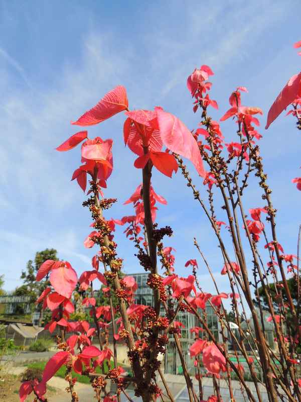 Im Botanischen Garten 5