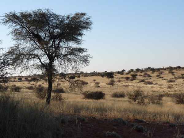 In der Kalahari/Namibia