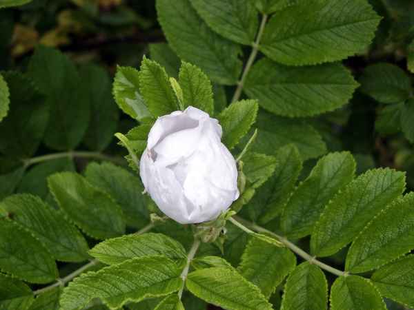 Rosengarten 06/09