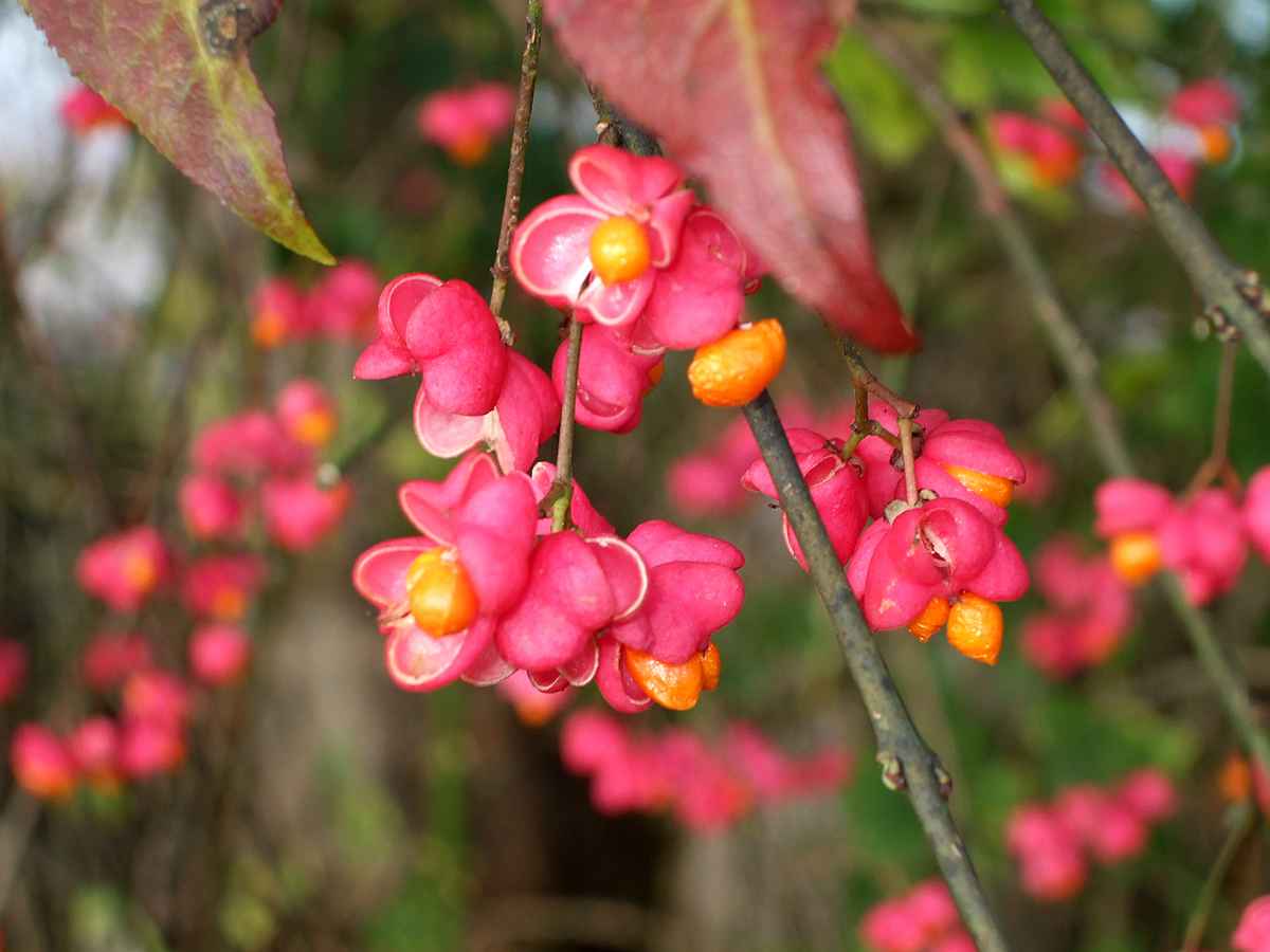 Pfaffenhütchen im Herbst