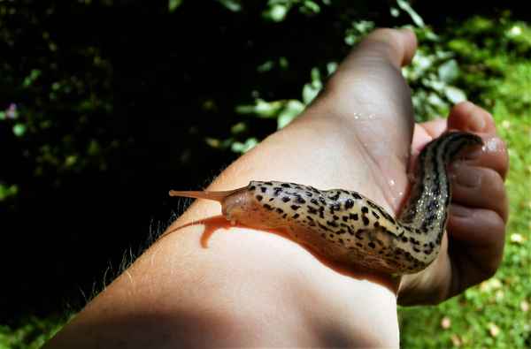 Gartenhelfer Tigerschnegel