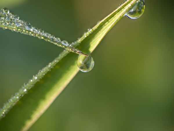 tauperlen frühmorgens
