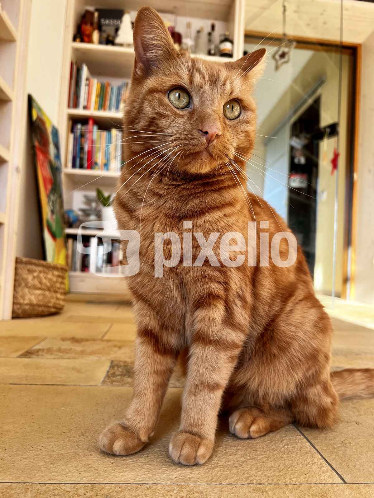 Neugieriger Garfield
