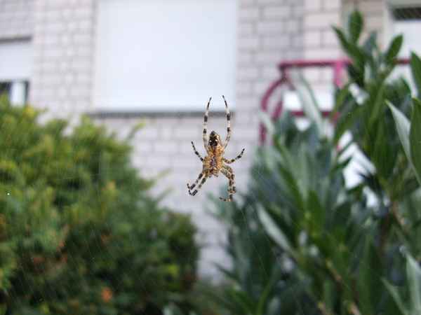 Spiderman
