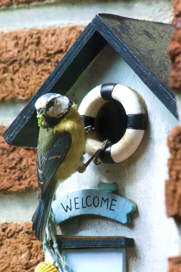 Blaumeise willkommen