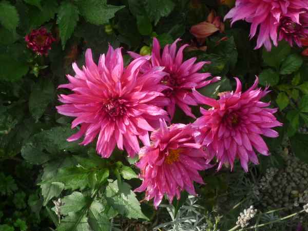 Schöne  Blumen