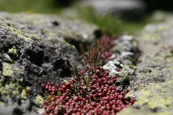 Bergflora