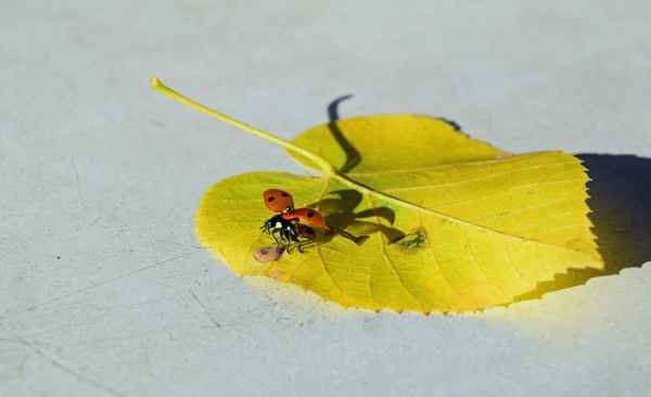 Viel Glück mein kleiner Freund