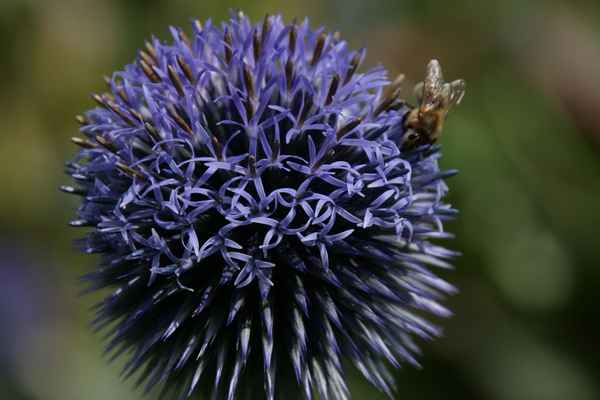 Kugeldistel