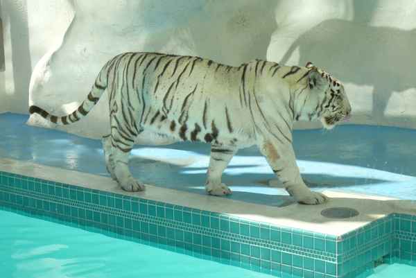 Weißer Tiger