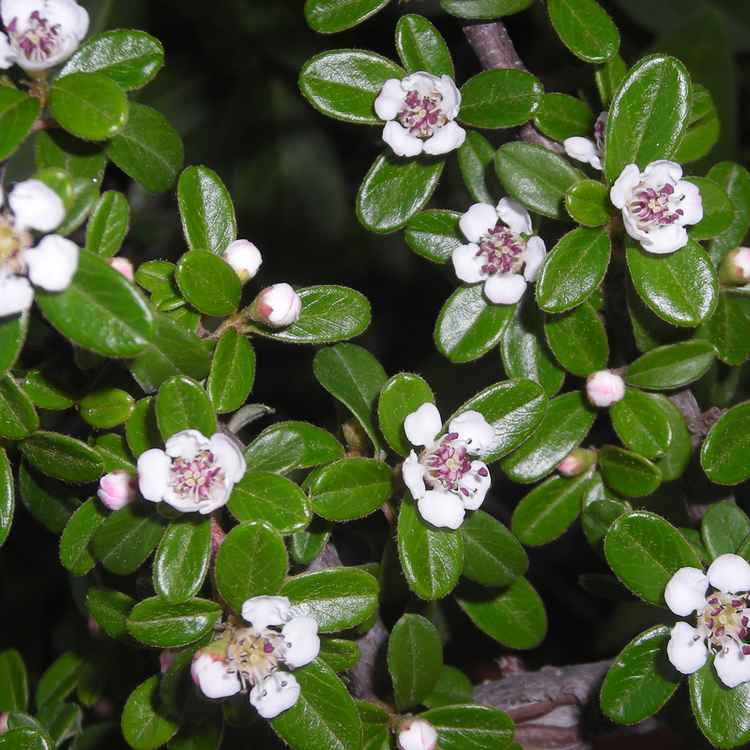 Zwergmispeln (Blüte)