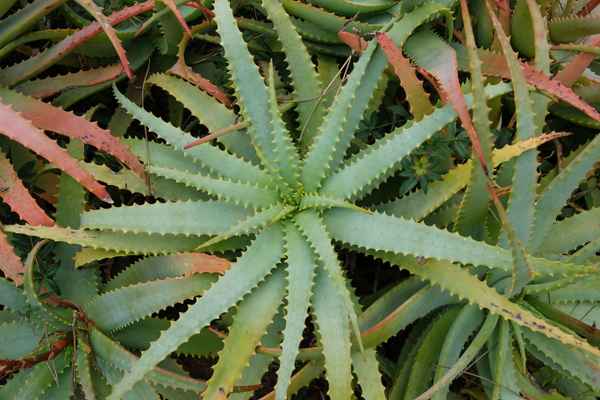 Aloe Vera