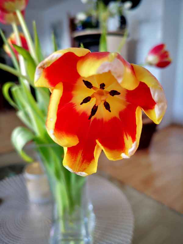 Blick in eine Tulpe