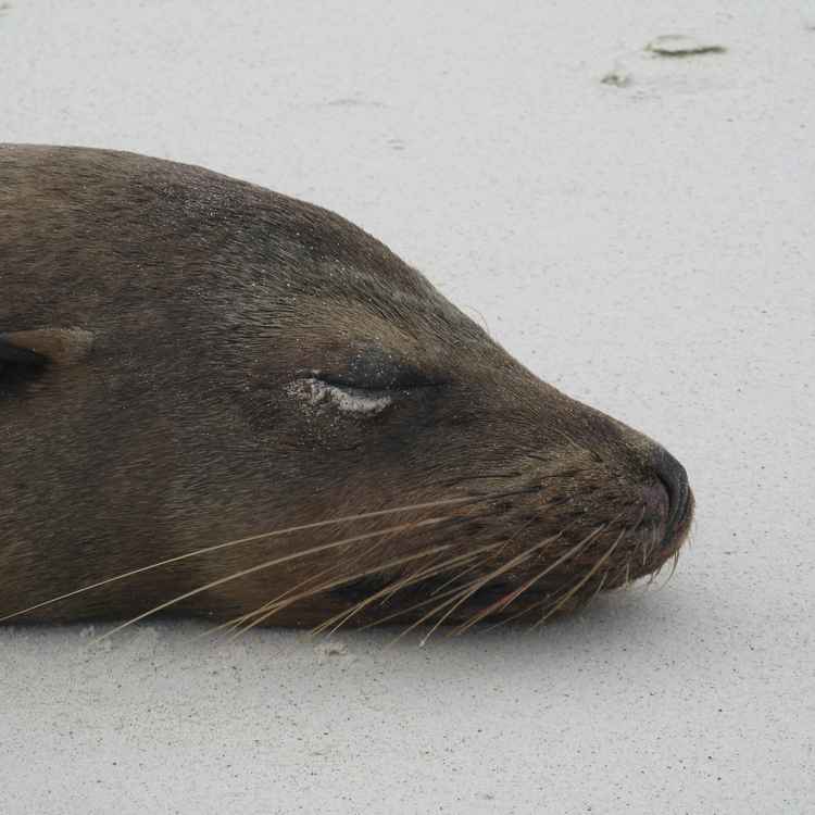 Mittagsschlaf auf Galápagos