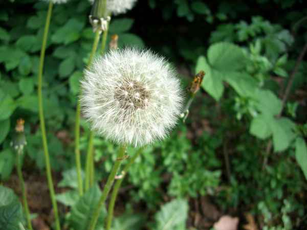 Pusteblume