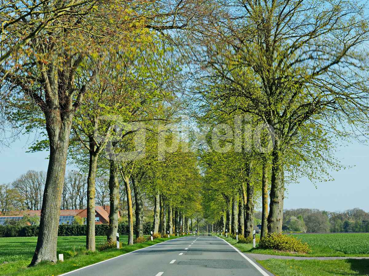 fahrt durch den frühling