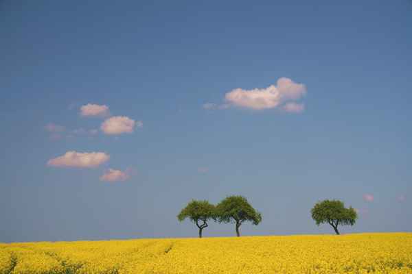 Himmel - Wolken- Raps