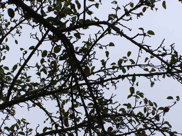 Der letzte Apfel - Suchbild