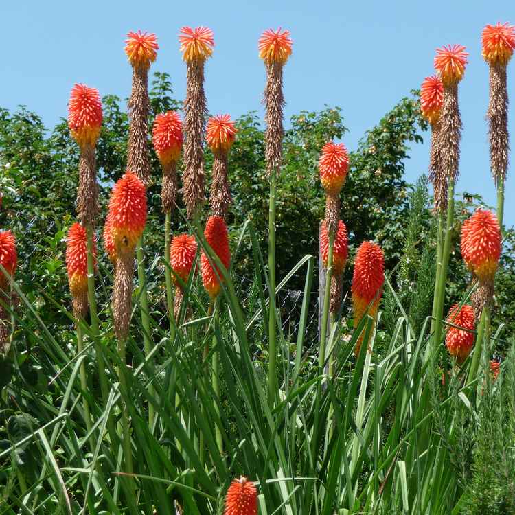 Blumen in Volpaia