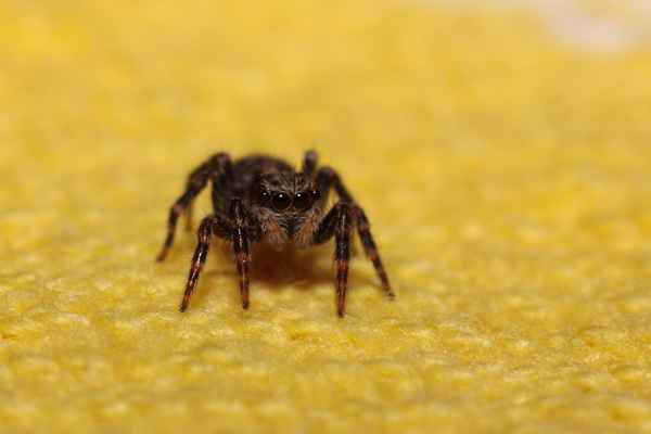 Schau mir in die Augen...