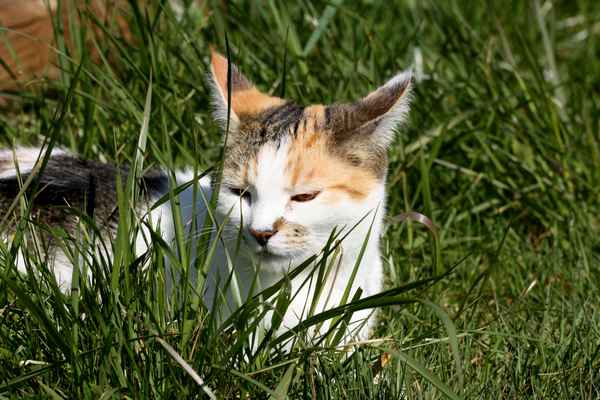 Halb versteckt im Gras
