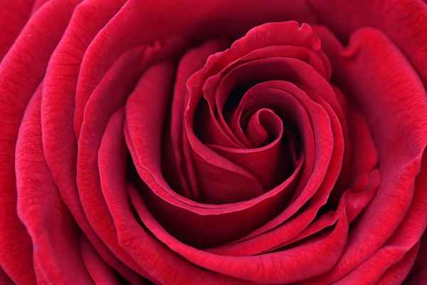 Lasst Blumen sprechen ...